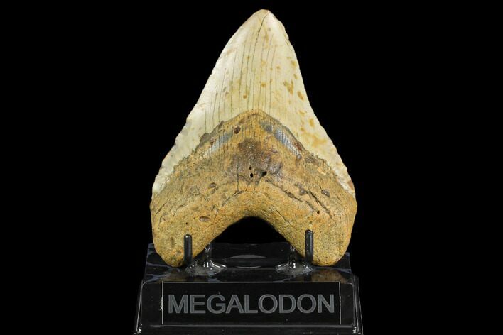 Fossil Megalodon Tooth - North Carolina #124689